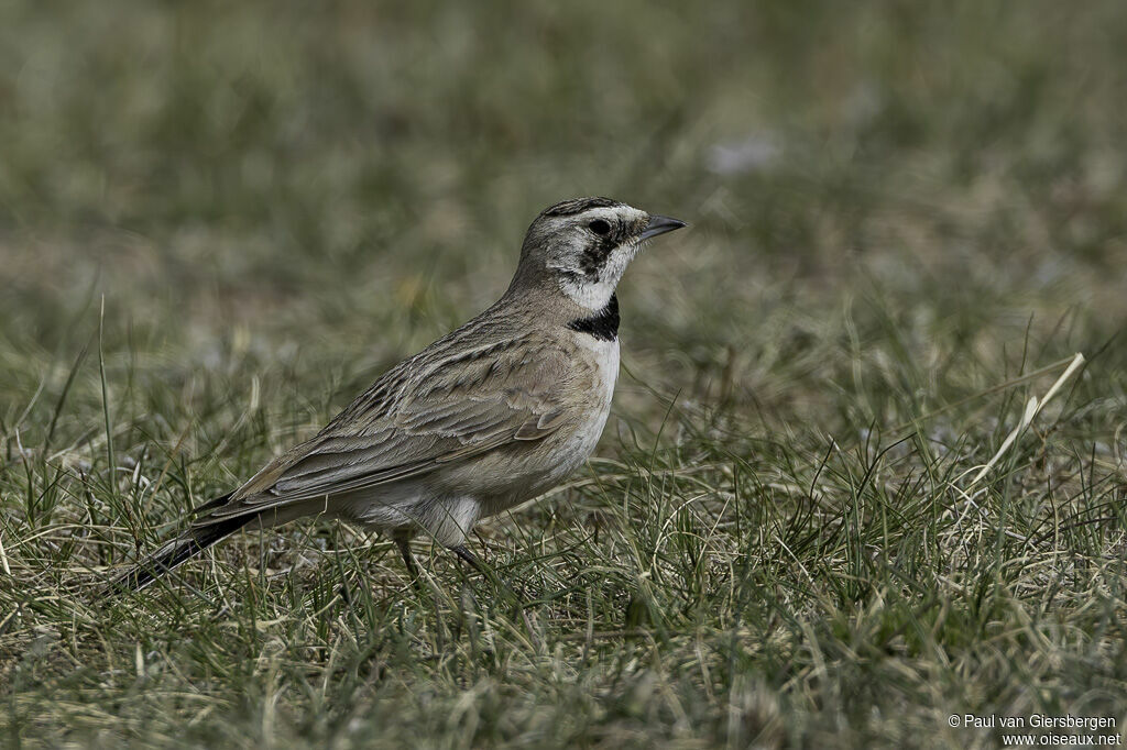 Horned Lark female adult