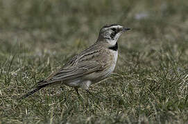 Horned Lark