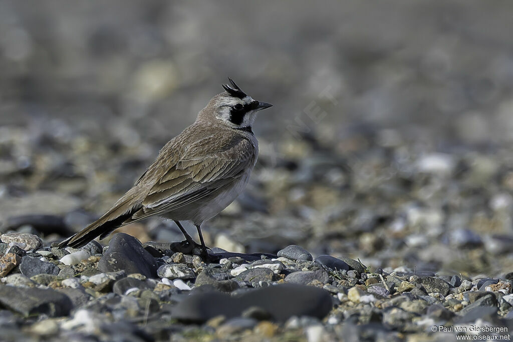 Horned Lark male adult