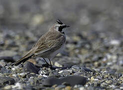 Horned Lark