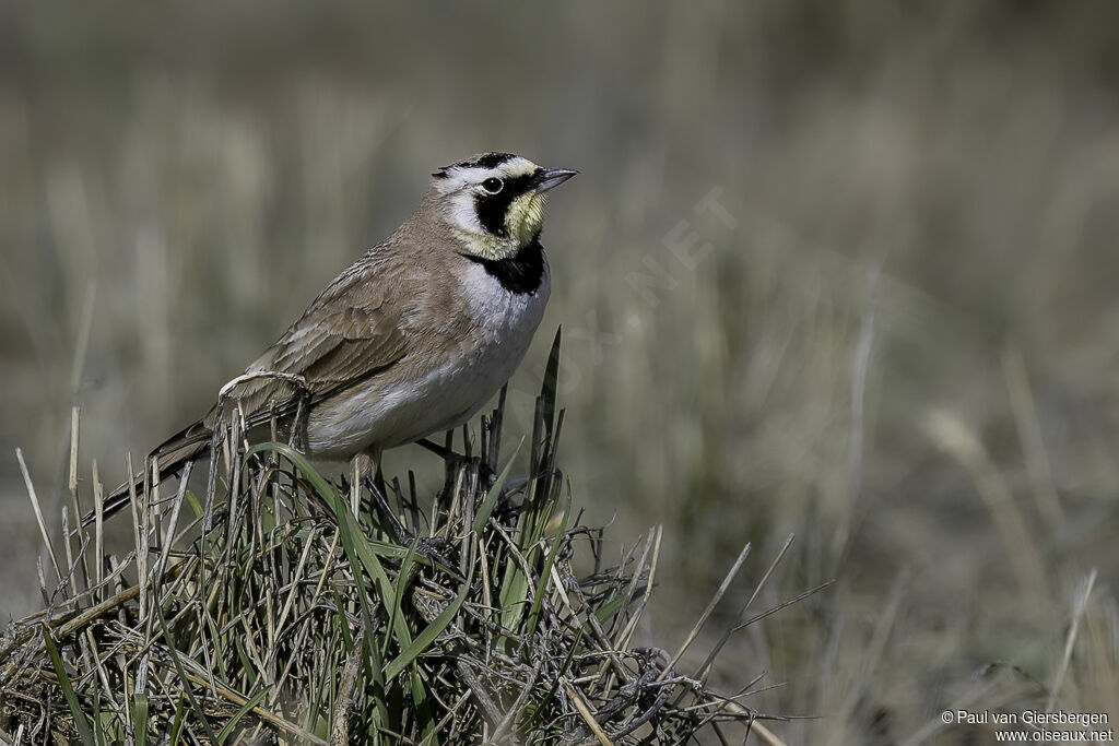 Horned Larkadult