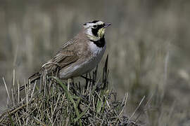 Horned Lark