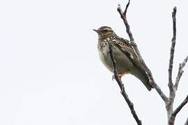 Woodlark