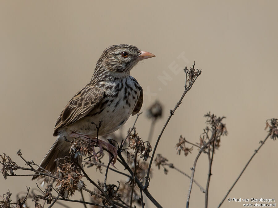 Alouette malgacheadulte