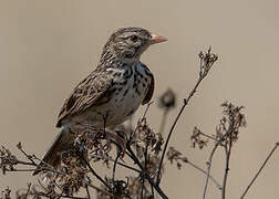 Madagascar Lark