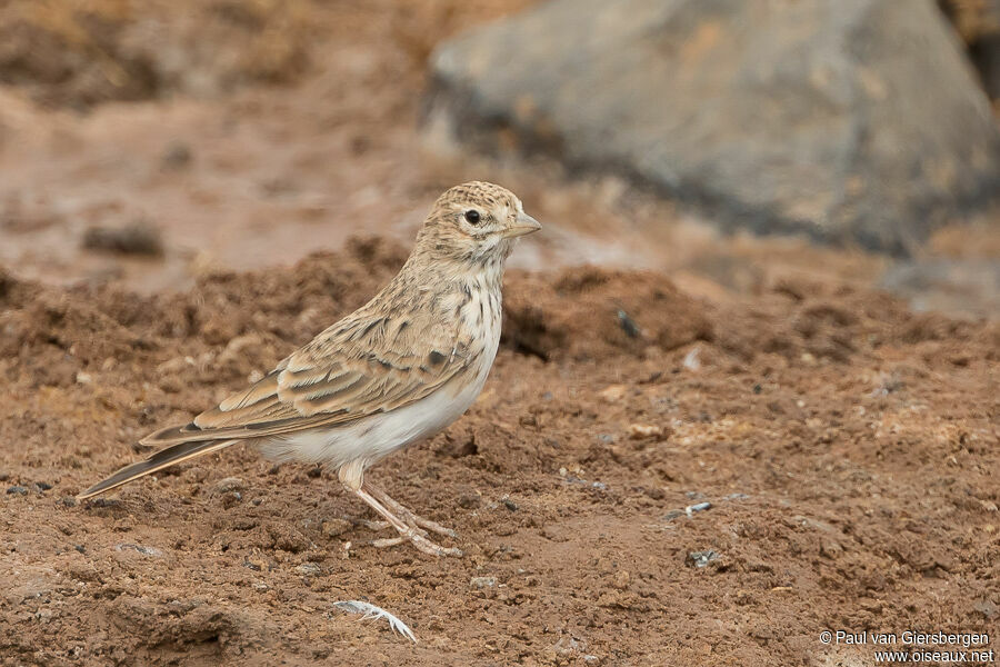 Lesser Short-toed Larkadult