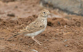 Lesser Short-toed Lark