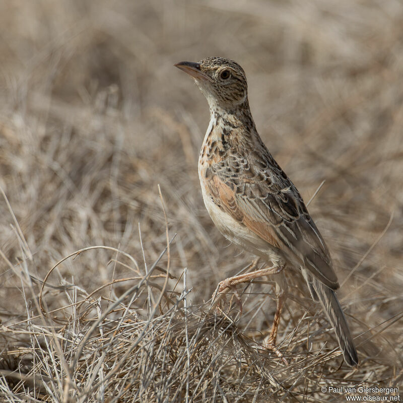 Alouette polyglotteimmature