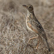 Red-winged Lark