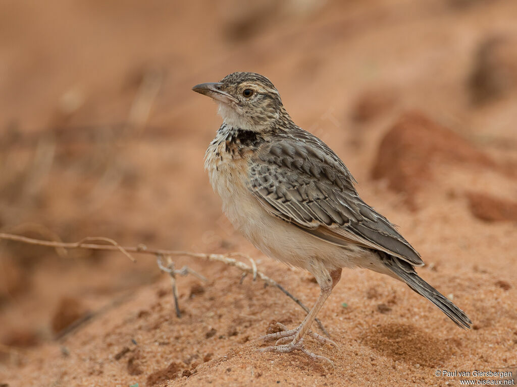 Red-winged Lark