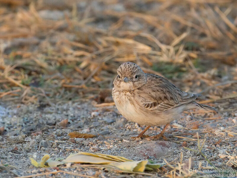 Sand Lark