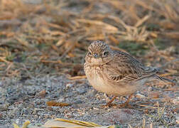 Sand Lark