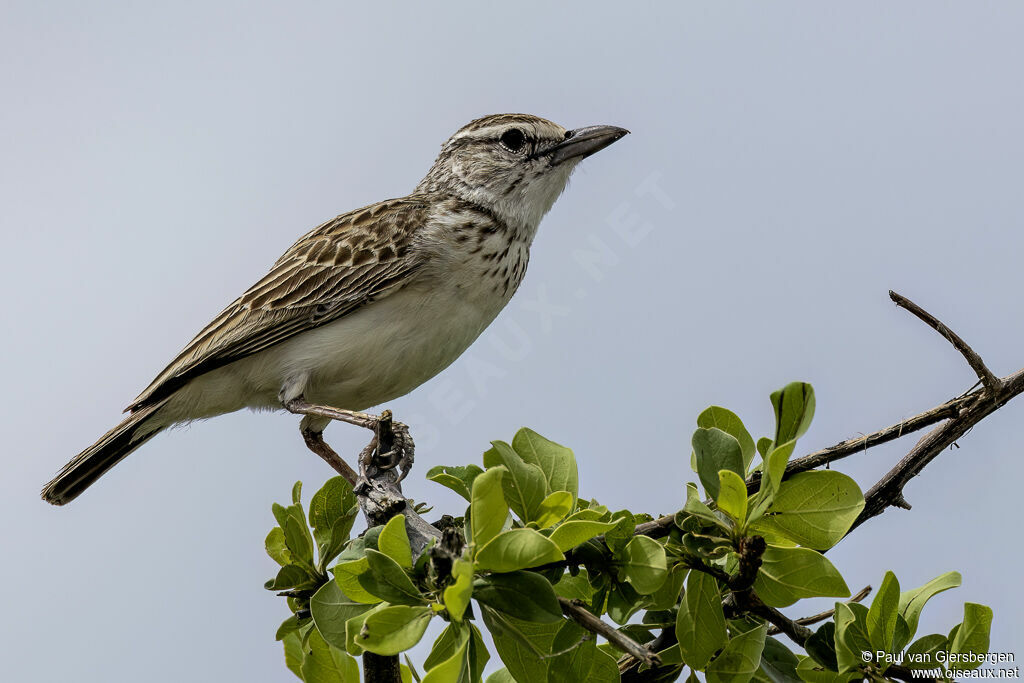 Alouette sabotaadulte