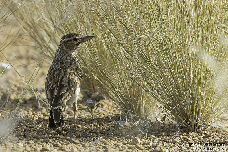 Sabota Lark