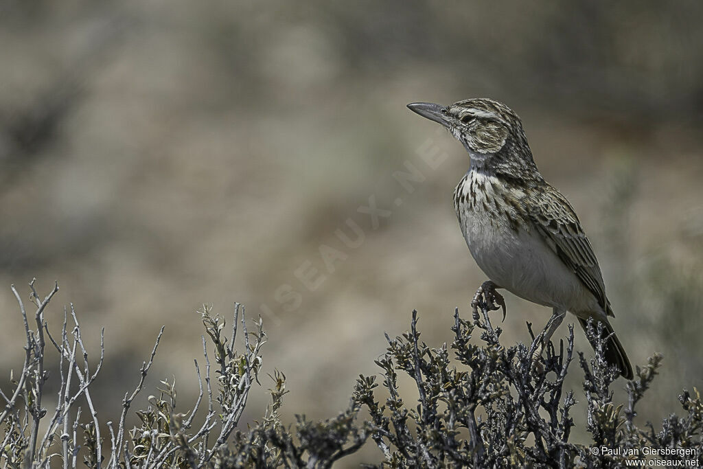 Sabota Larkadult