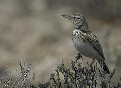 Sabota Lark