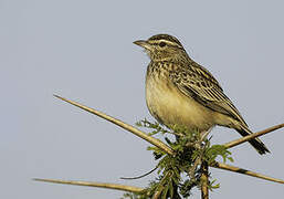 Sabota Lark