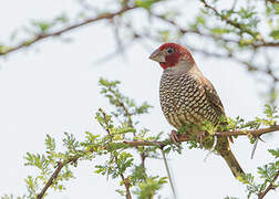 Red-headed Finch