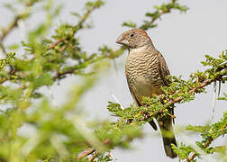 Red-headed Finch