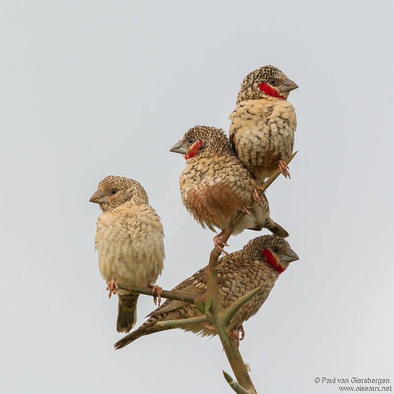 Cut-throat Finch