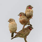 Cut-throat Finch