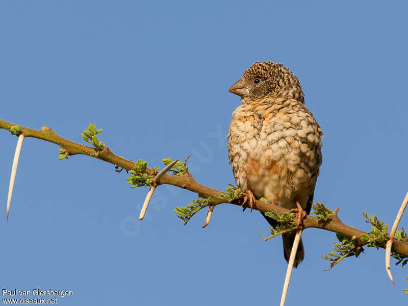 Cut-throat Finch female, close-up portrait