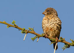 Cut-throat Finch