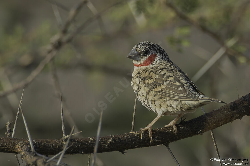 Cut-throat Finch male adult