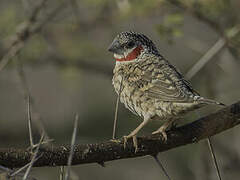 Cut-throat Finch