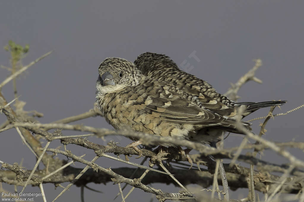 Cut-throat Finch female adult