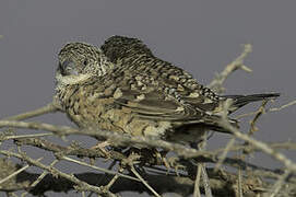 Cut-throat Finch