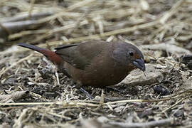 Jameson's Firefinch