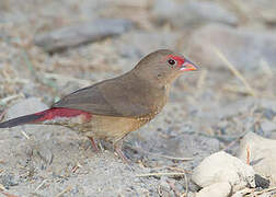 Red-billed Firefinch