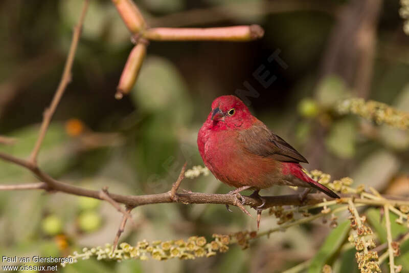 Red-billed Firefinch male adult breeding