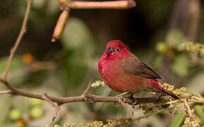 Red-billed Firefinch