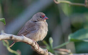 Red-billed Firefinch