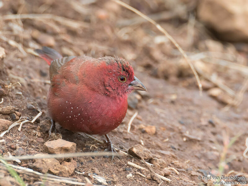 Red-billed Firefinch male adult