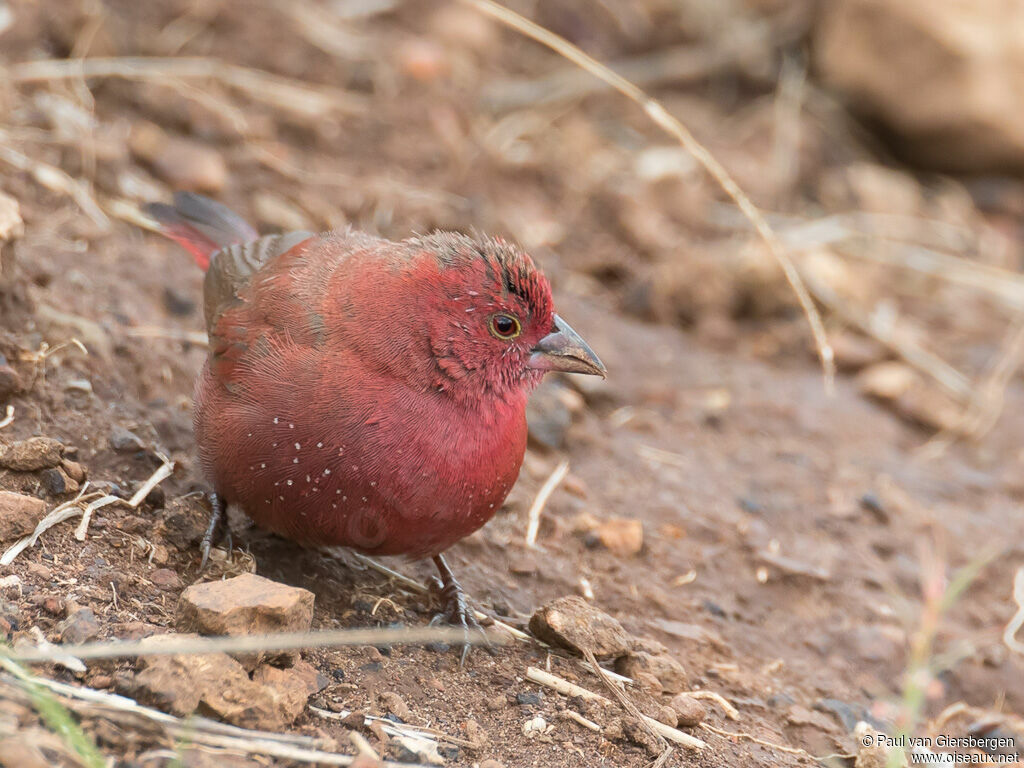 Red-billed Firefinch male adult