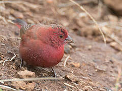 Red-billed Firefinch