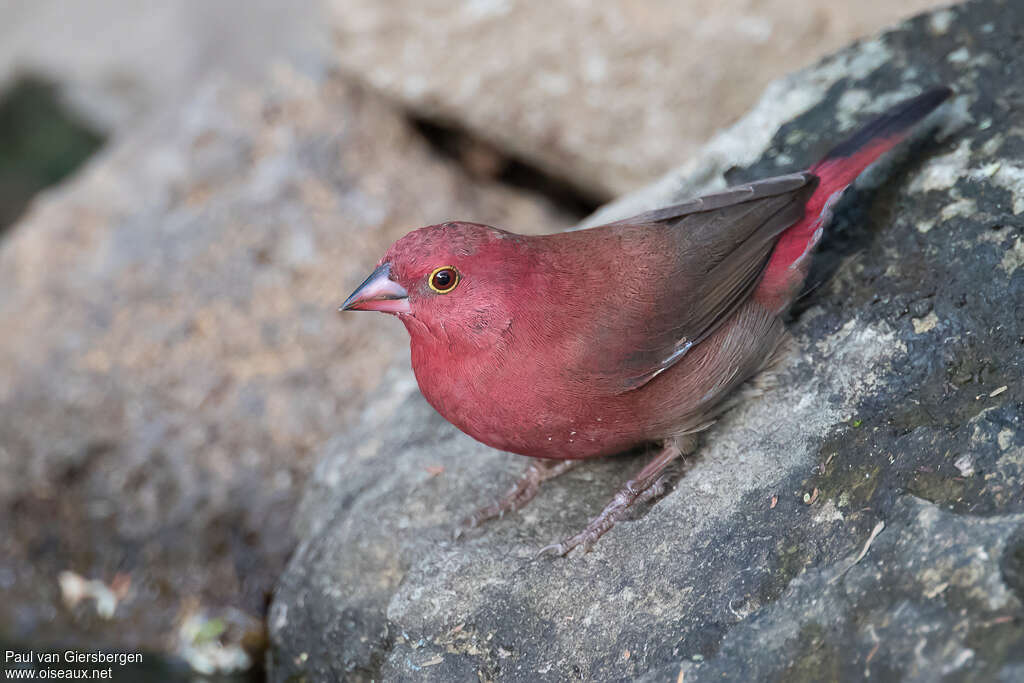 Red-billed Firefinch male adult, drinks