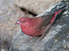 Red-billed Firefinch