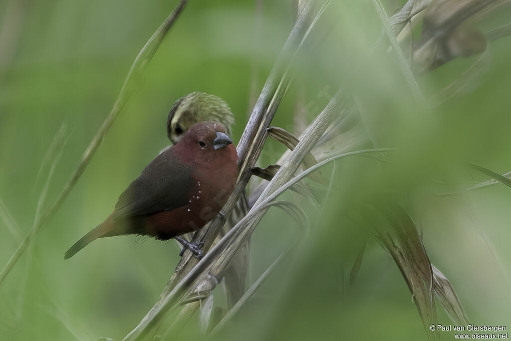 African Firefinchadult