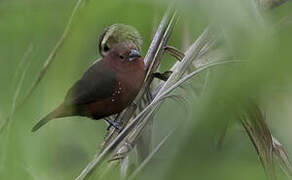 African Firefinch