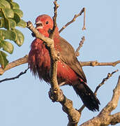 African Firefinch