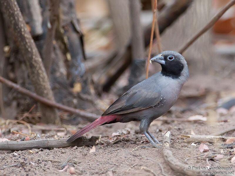 Black-faced Firefinch male adult