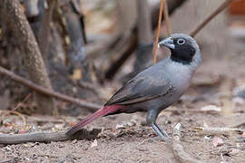 Black-faced Firefinch