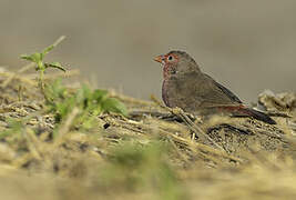 Bar-breasted Firefinch