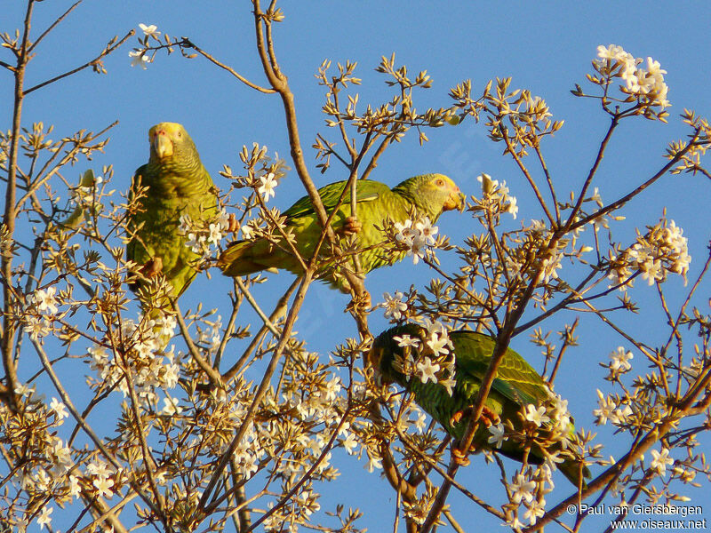 Amazone à face jaune