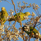 Amazone à face jaune