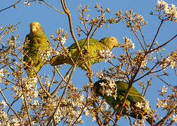 Yellow-faced Parrot